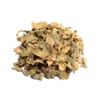 Bay bean (Canavalia maritima)